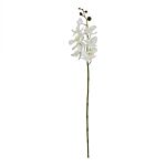 Large White Butterfly Orchid Stem