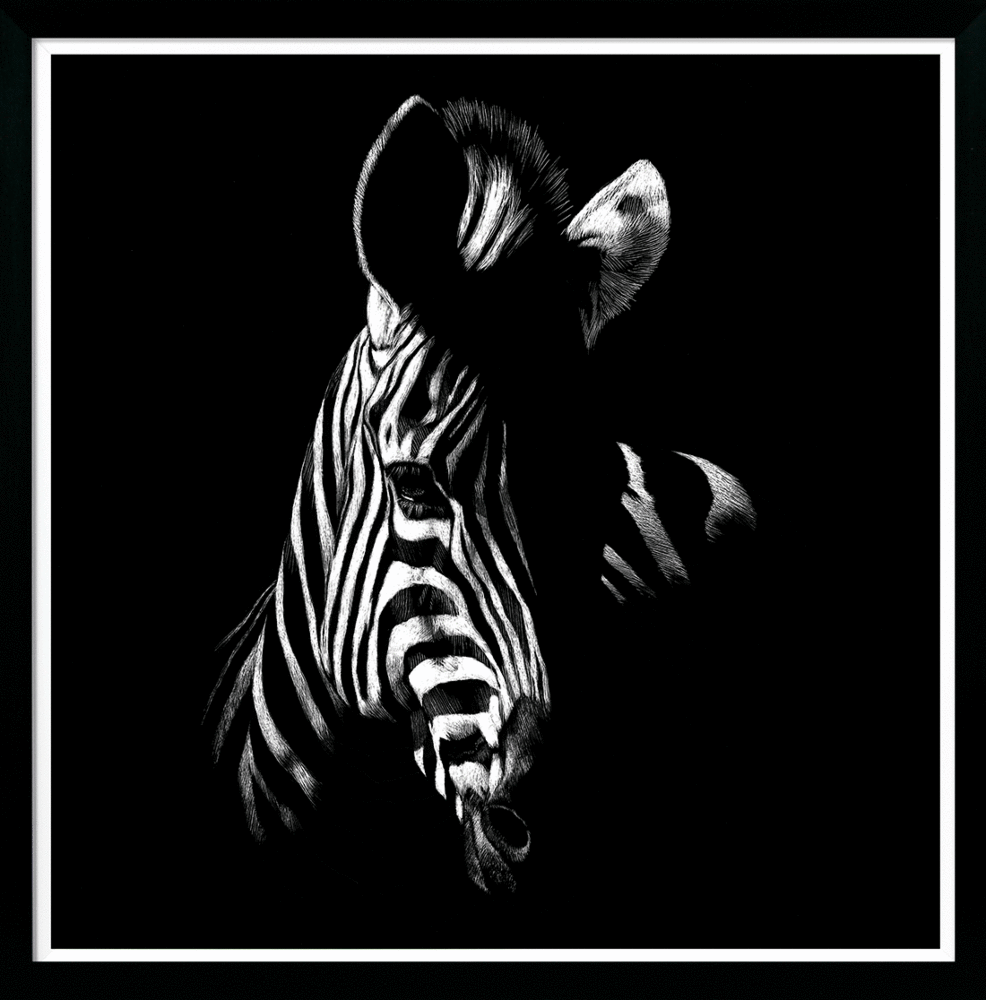 Zebra Stare [smaller] - Framed Art