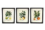 Set Of Three Citrus Picture Frames