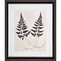 Vintage Fern Study I