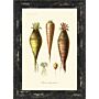 Antique Fruit & Vegetables Vi