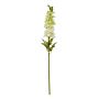 The Natural Garden Collection White Elatum Delphinium