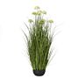 White Allium Plant In Pot