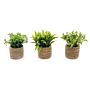 A Set Of Three Rope Effect Pots And Artificial Succulents