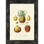 Antique Fruit & Vegetables Iii