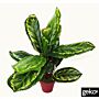 Artificial Medium 50cm Calathea Veitchiane Plant