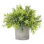 Small Bamboo Plant In Grey Pot