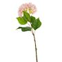 Single Pink Hydrangea