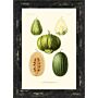 Antique Fruit & Vegetables Ii