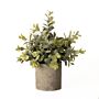 Eucalyptus Plant In Stone Effect Pot