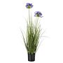 Blue Agapanthus Plant In Pot