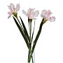 The Natural Garden Collection Pale Pink Fringed Iris