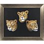 Three Lions By Peter Annable - Framed Art