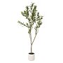 Apulia Olive Tree In White Pot 150cm