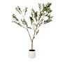 Apulia Olive Tree In White Pot 180cm