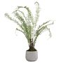 Boston Large Potted Fern