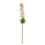 The Natural Garden Collection Pink Elatum Delphinium