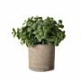 Basil Plant In Stone Effect Pot