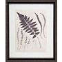 Vintage Fern Study Ii