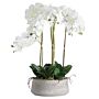 Large White Orchid In Stone Pot