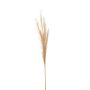 Bleached Faux Pampas Grass Stem