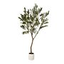 Apulia Olive Tree In White Pot 240cm