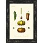 Antique Fruit & Vegetables I