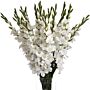 White Gladioli