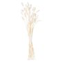 Dried White Bunny Tail Bunch Of 60