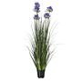 Large Blue Agapanthus Plant In Pot