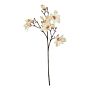 The Natural Garden Collection Pale Apricot Magnolia Stem