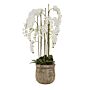 Large White Orchid In Antique Stone Pot