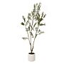 Apulia Olive Tree In White Pot 210cm