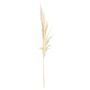 Dried Cream Pampas Grass Stem