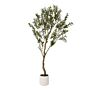 Apulia Olive Tree In White Pot 200cm