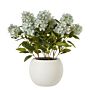 Medium Green Hydrangea Plant In Pot