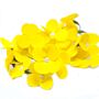 Craft Soap Flowers - Hyacinth Bean - Yellow - Pack Of 10