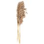 Naturally Dried Pampass Grass Stem 79cm