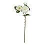 The Natural Garden Collection White Charity Rose