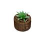 Bark Effect Pot And Succulent