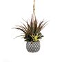 Hanging Succulents In Lattice Design Small Grey Pot