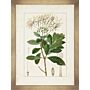 Antique Botanicals I