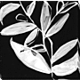 Quirky White Leaves I By Jennifer Goldberger