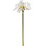 Classic White Amaryllis Flower