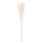 Mini White Dried Pampas Grass Bunch Of 15