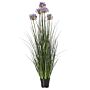 Large Purple Agapanthus Plant In Pot